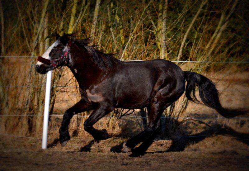 Anden særlig race Pondus billede 18