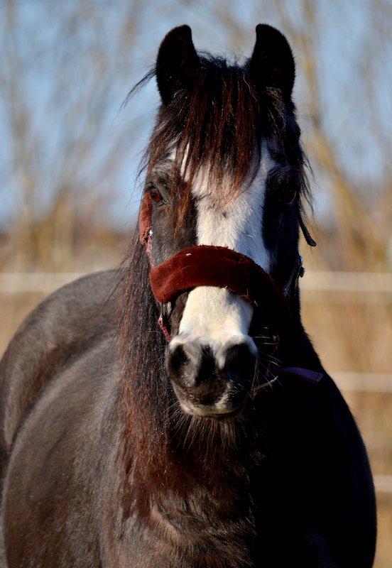 Anden særlig race Pondus billede 19