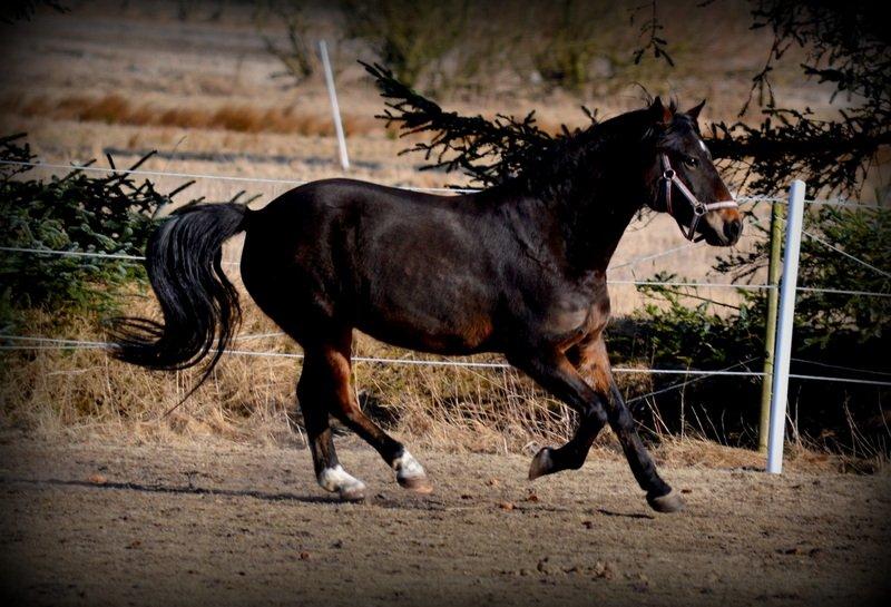 New Forest Enggårdens Ares (Charlie) - Løbetur! billede 18