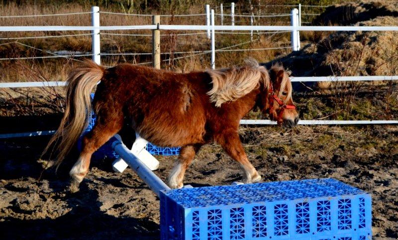 Miniature Serafina billede 13