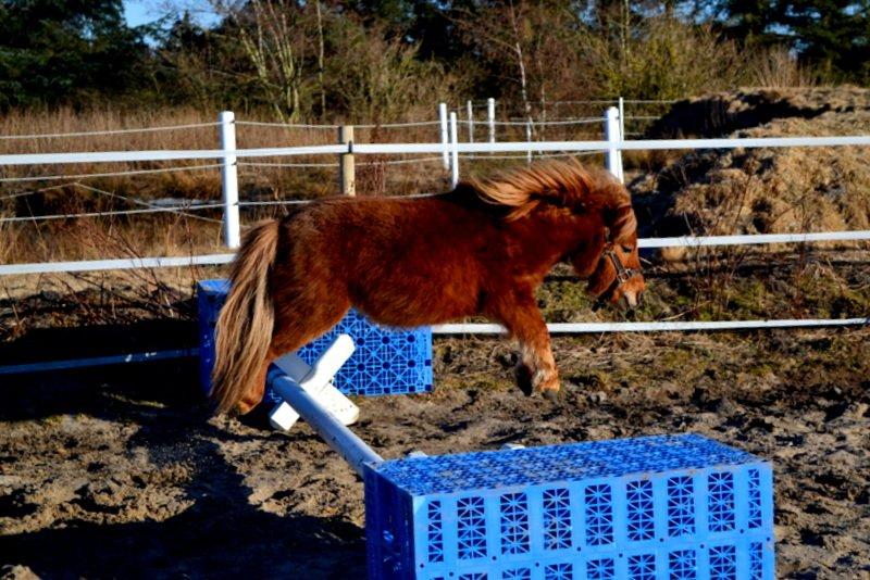 Miniature Laban billede 16