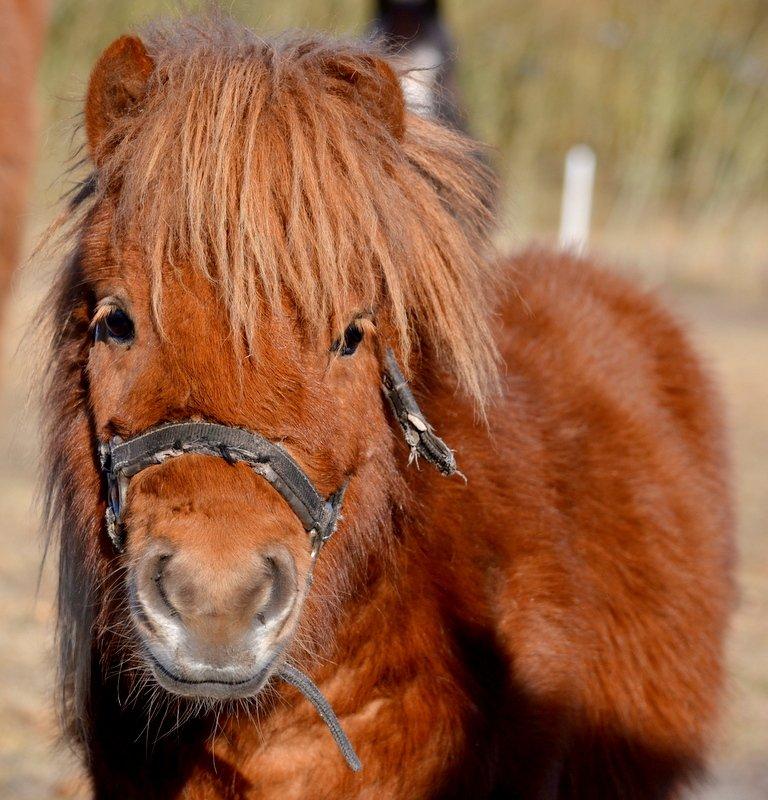 Miniature Laban billede 1