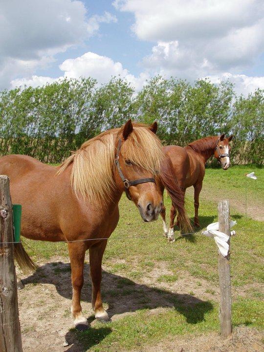 Islænder Ósk fra Bjerregaard [HIMMELHEST] - Ósk med Donna i baggrunden ;). billede 3