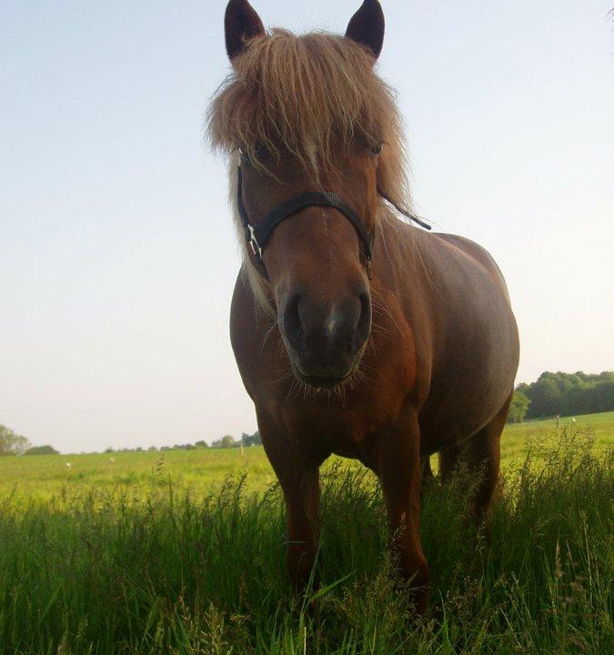 Islænder Ósk fra Bjerregaard [HIMMELHEST] - Smuksakken :-) billede 5
