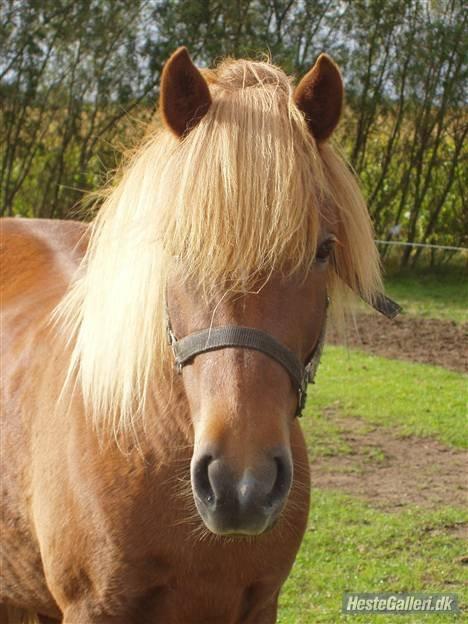 Islænder Ósk fra Bjerregaard [HIMMELHEST] - Hvil i fred mussi <3 billede 1
