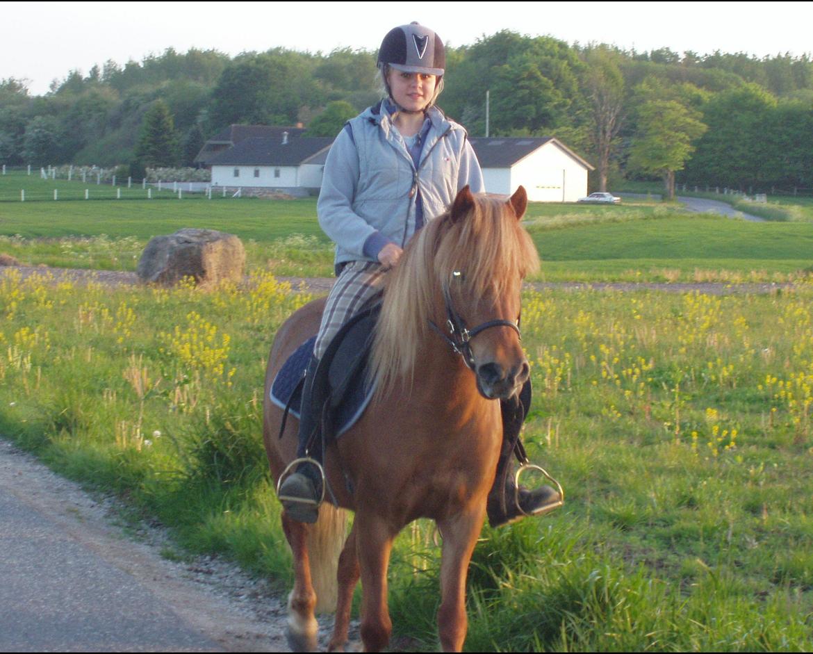 Islænder Ósk fra Bjerregaard [HIMMELHEST] - Aftentur med hende :-) billede 2