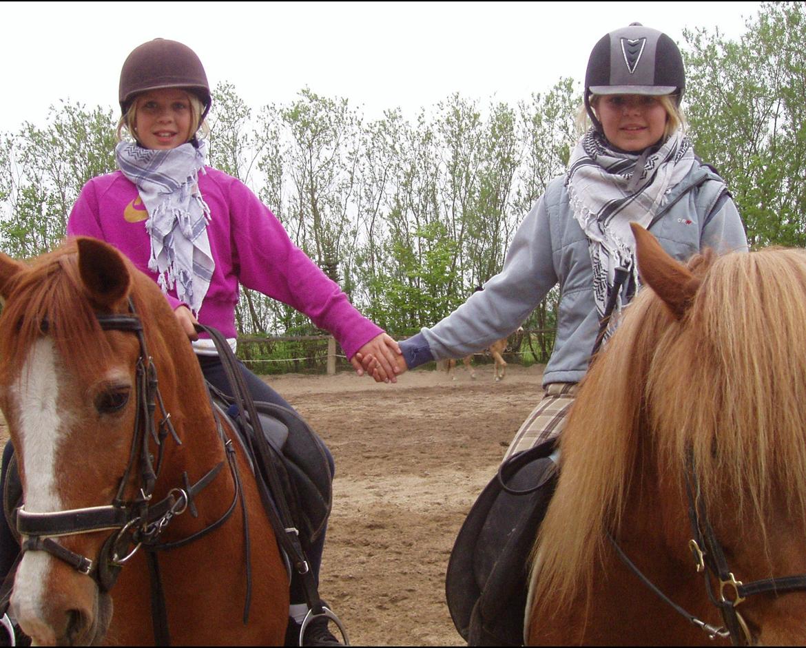 Islænder Ósk fra Bjerregaard [HIMMELHEST] - Anne, Donna, Ósk og jeg <3 TEAM ØSKOVGAARD billede 9