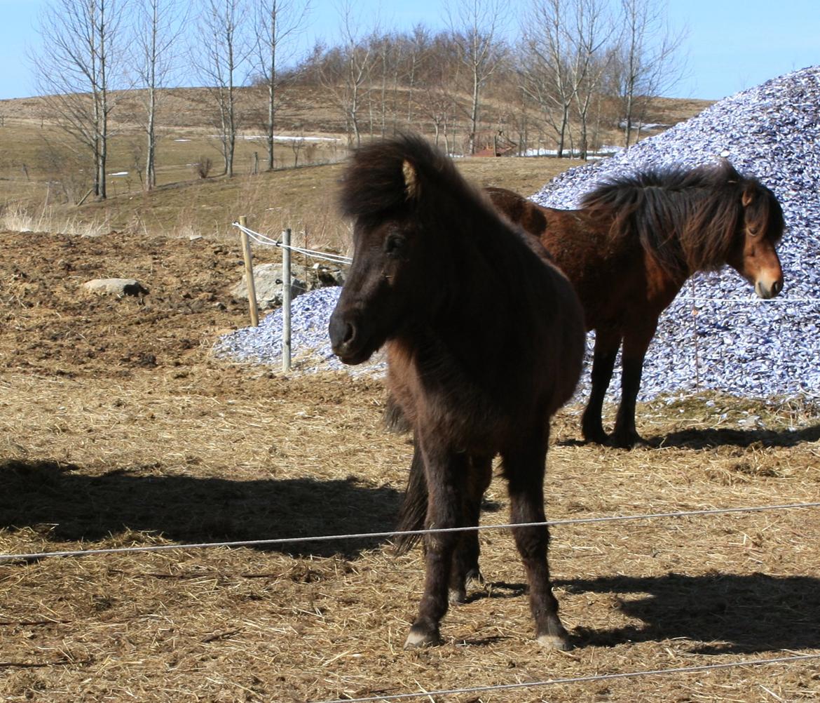 Islænder Dúfa fra Tyrvoldsdal - Nye billeder! <3

- Taget 4/4 2013. billede 12