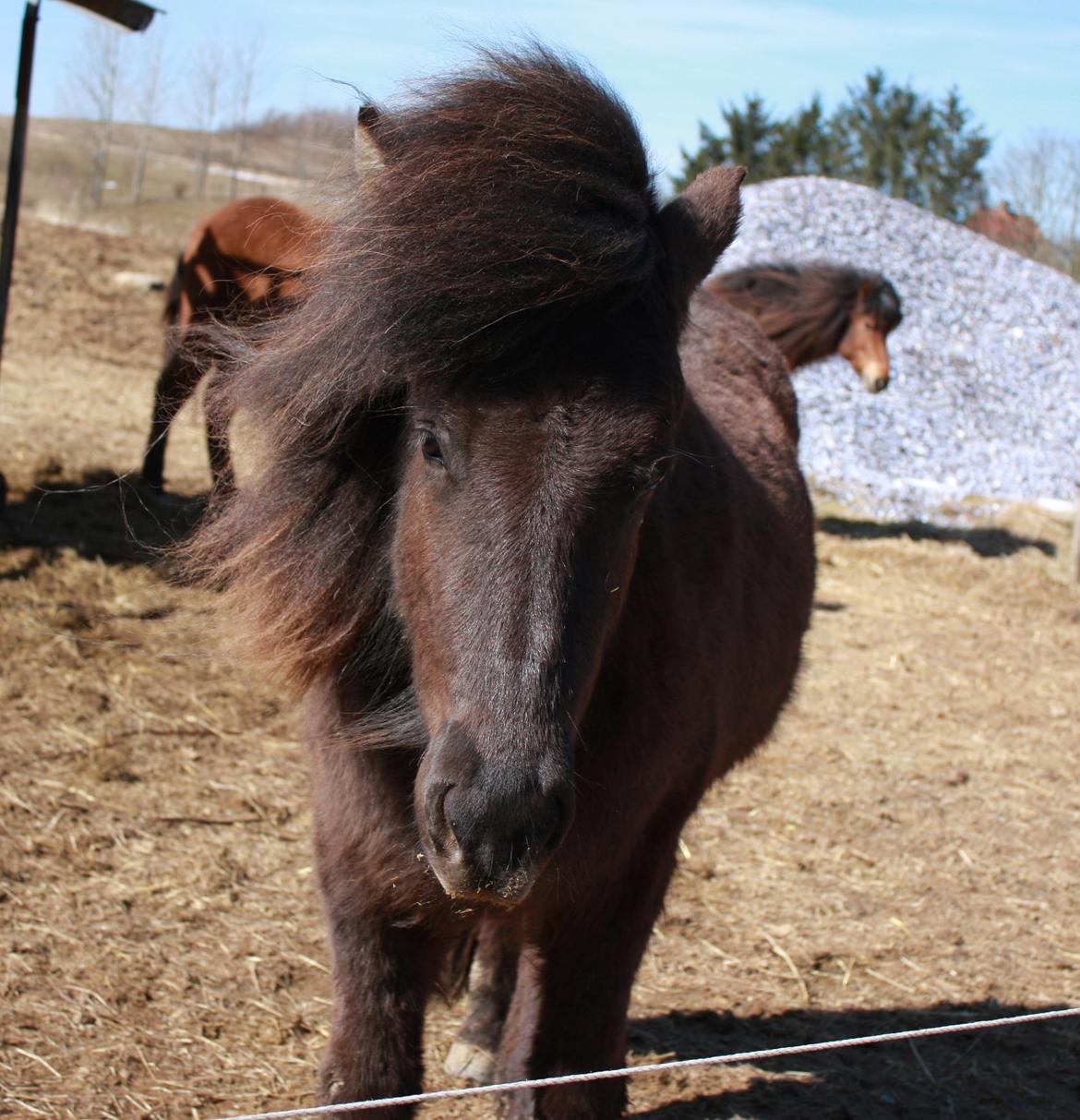 Islænder Dúfa fra Tyrvoldsdal - Det ligner lidt, vi har fået sat det op, så der er lidt vind i håret til min supermodel hest .. haha, jeg lover, det er ikke sådan, det er gået til! ;D billede 14
