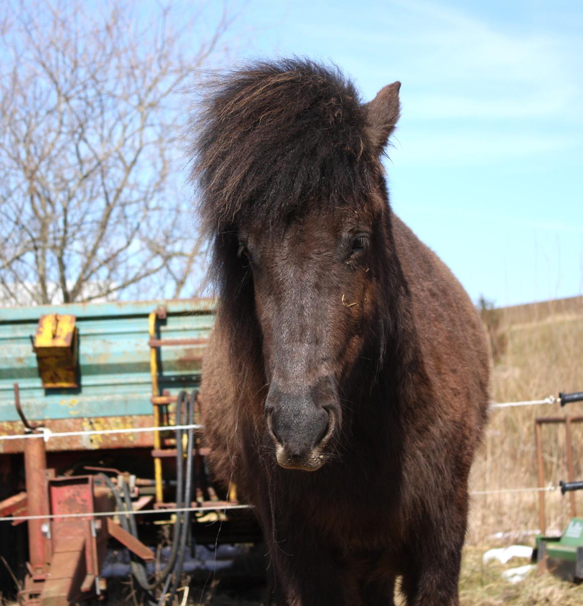 Islænder Dúfa fra Tyrvoldsdal billede 15
