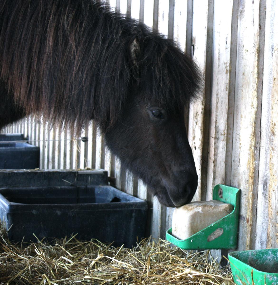 Islænder Dúfa fra Tyrvoldsdal billede 16