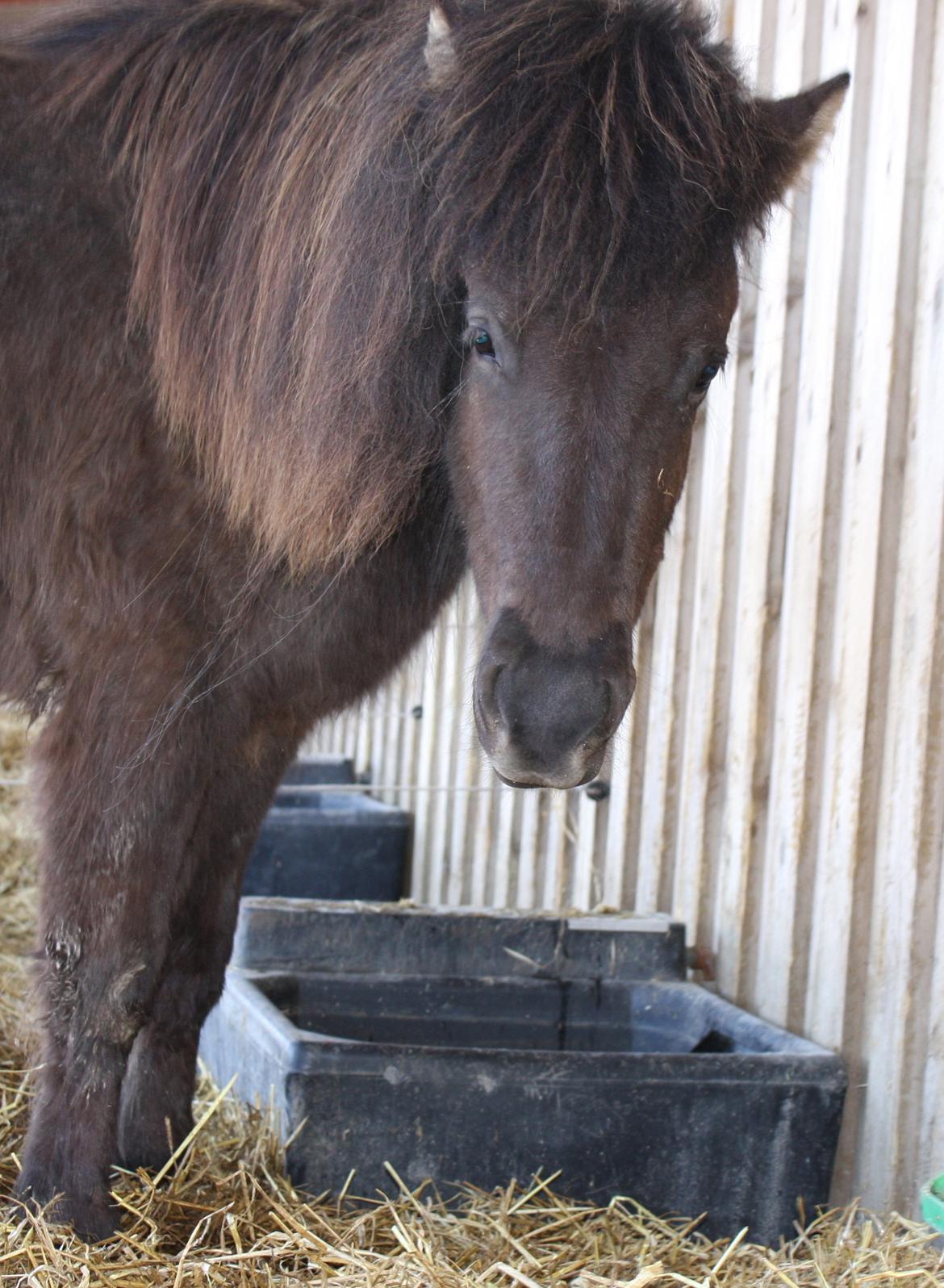 Islænder Dúfa fra Tyrvoldsdal - Læg gerne mærke til den overdrevet søde, bløde mule på din skærm ... haha XD billede 17