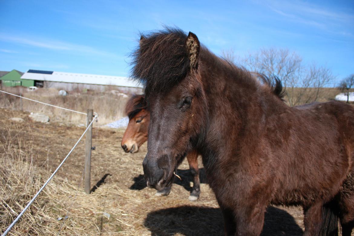 Islænder Dúfa fra Tyrvoldsdal billede 19