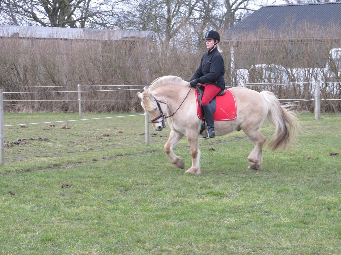 Fjordhest Heine Høj - 11/3 2012 Heine Overdriver lige lidt i taven her, man må sige han bærer sig selv - det er i hvert fald ikke tøjlen han hænger i :-) <3 billede 3