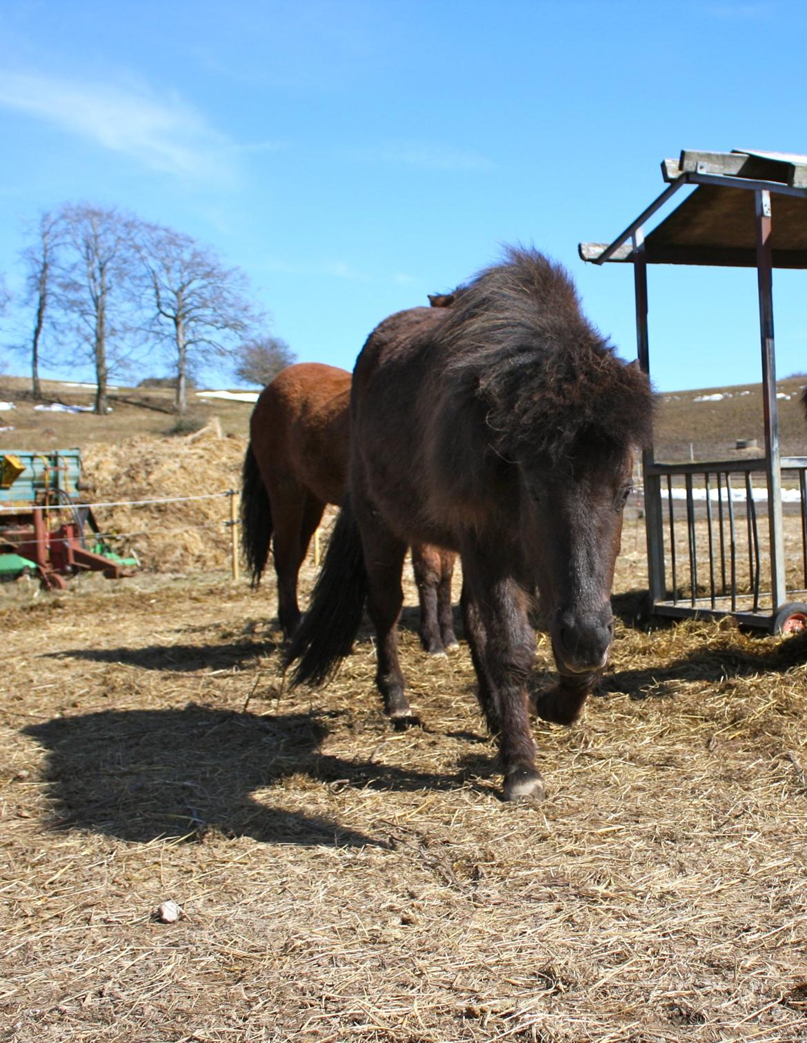 Islænder Dúfa fra Tyrvoldsdal billede 20