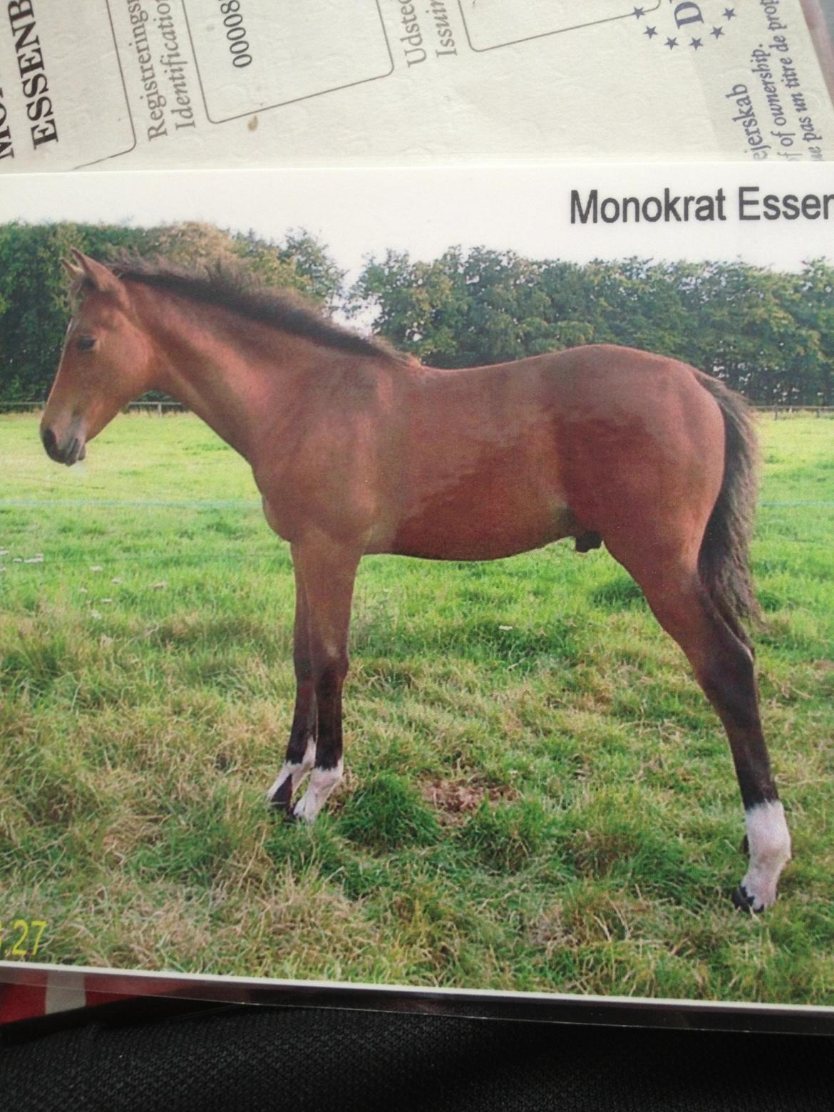 Holstener Monokrat Essenbæk - Monty - Babymonty - året føl, 2. fløj og modtog ærespræmie :D billede 14