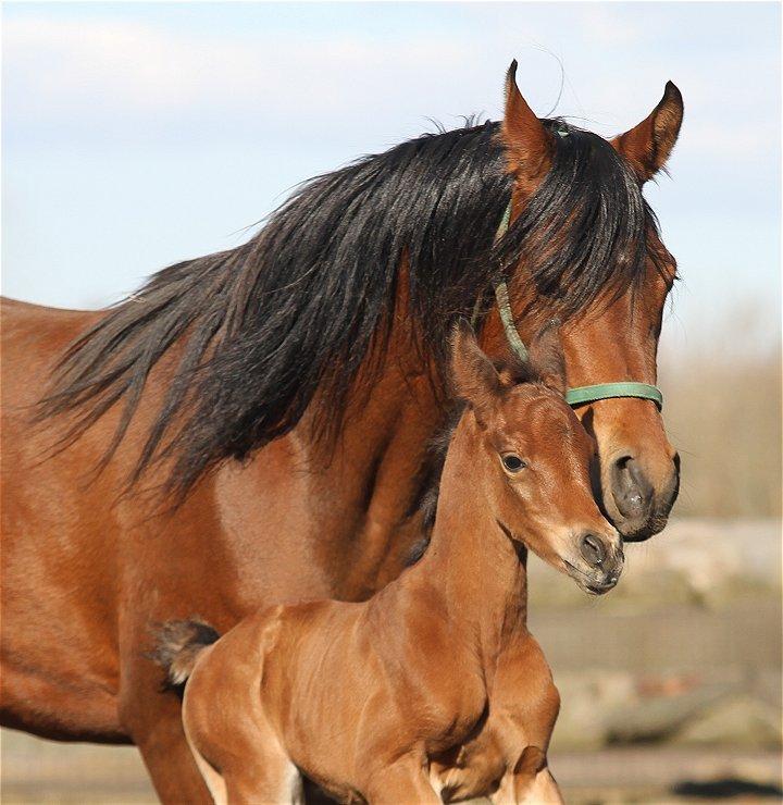 Arabisk fuldblod (OX) D. Van Marc billede 6