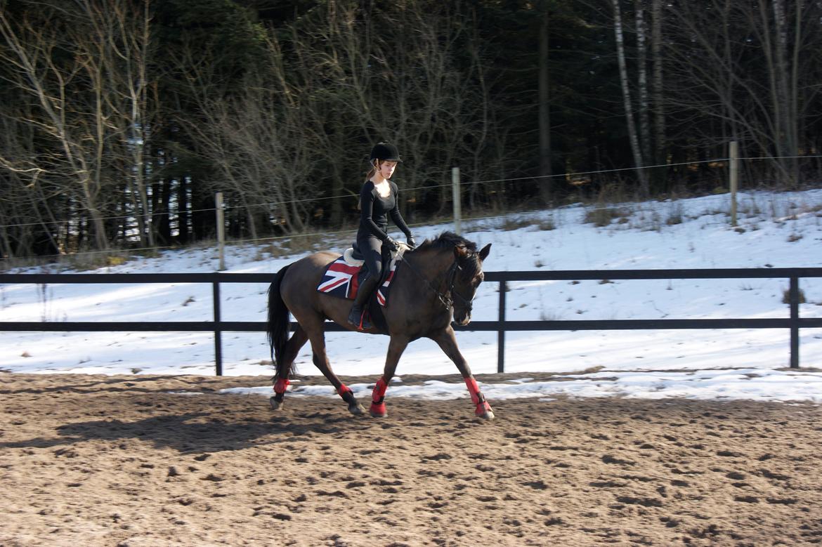 Anden særlig race Jolly Jumper billede 7