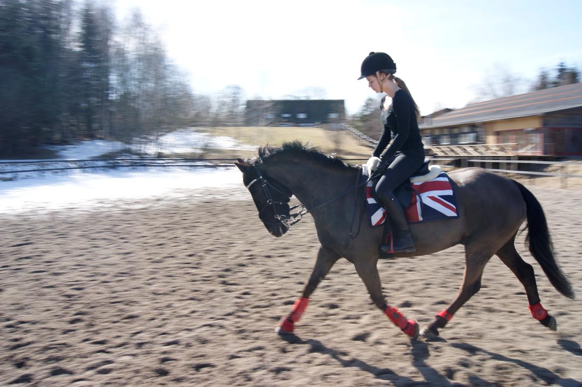 Anden særlig race Jolly Jumper - dressur april 2013 billede 4