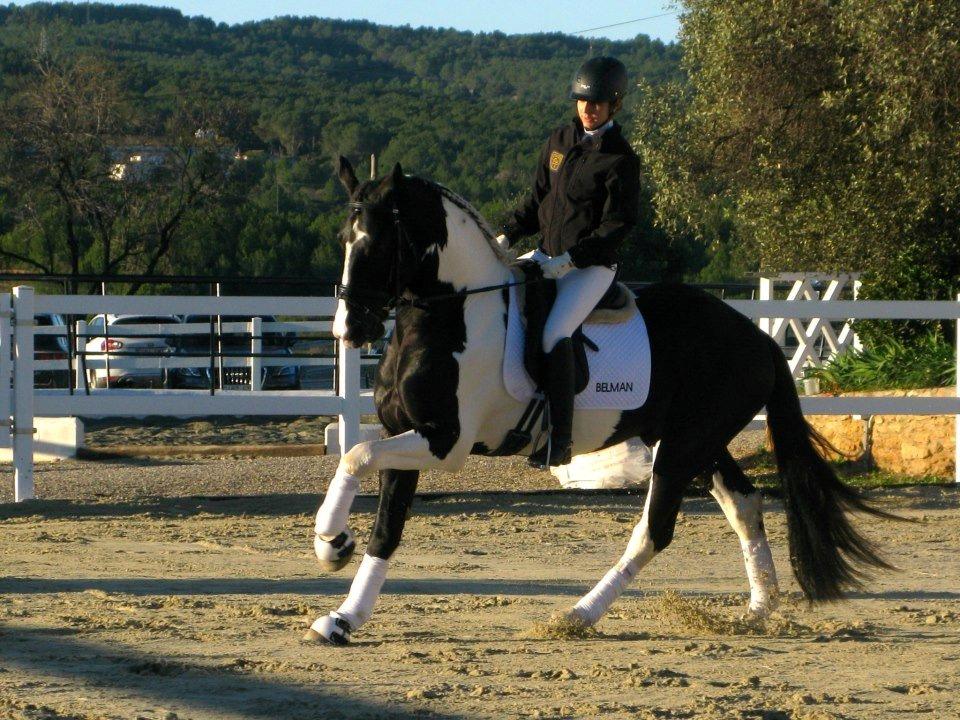 Barockpinto Bellman BP 12 avlshingst - første stævne i Spanien med Elena billede 6