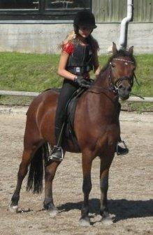 Welsh Pony (sec B) Molly billede 3