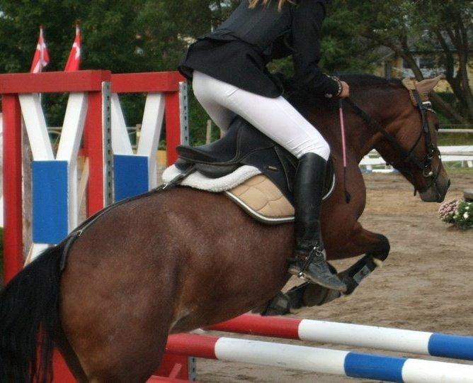 Welsh Pony (sec B) Molly billede 4