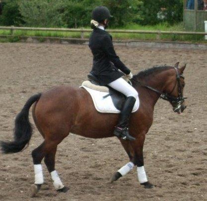 Welsh Pony (sec B) Molly billede 8