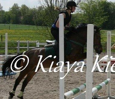 Welsh Pony (sec B) Molly billede 9