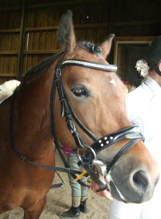Welsh Pony (sec B) Molly billede 12