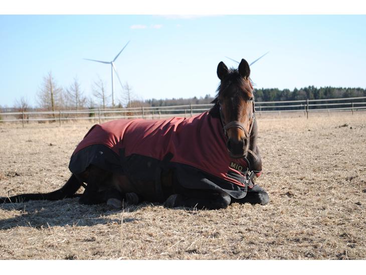 {{currentPhoto.altText}} billede {{currentPhoto.number}}