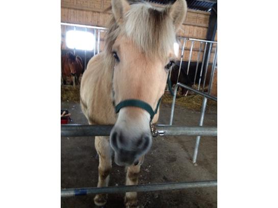 {{currentPhoto.altText}} billede {{currentPhoto.number}}