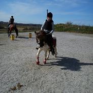 Shetlænder Prins Ludwig