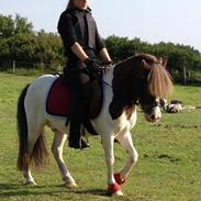 Shetlænder Prins Ludwig