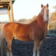 Haflinger Laban