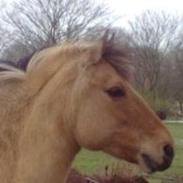 Anden særlig race Nelly