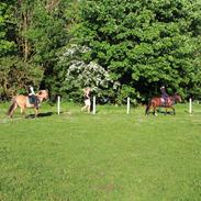 Anden særlig race Nelly