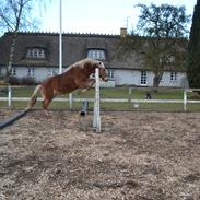 Haflinger Monday Vanja R.I.P