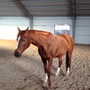 Dansk Varmblod Tuelsøgårds Butterfly
