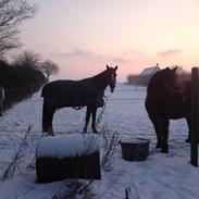 Dansk Varmblod Tuelsøgårds Butterfly