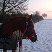Dansk Varmblod Tuelsøgårds Butterfly
