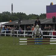 Welsh Mountain (sec A) Callunas Mariah