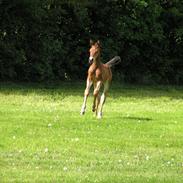 Anden særlig race D'Artagnan