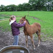 Anden særlig race D'Artagnan