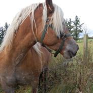 Haflinger Princess