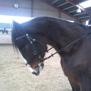 Traver Fit [med ejer]