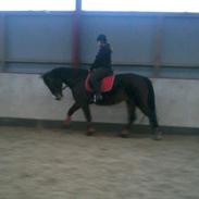 Traver Fit [med ejer]