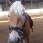 Haflinger Mimosa