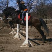 Welsh Cob (sec D) Stallone 