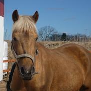 Anden særlig race Fiona