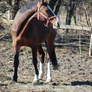 Dansk Varmblod My Choice